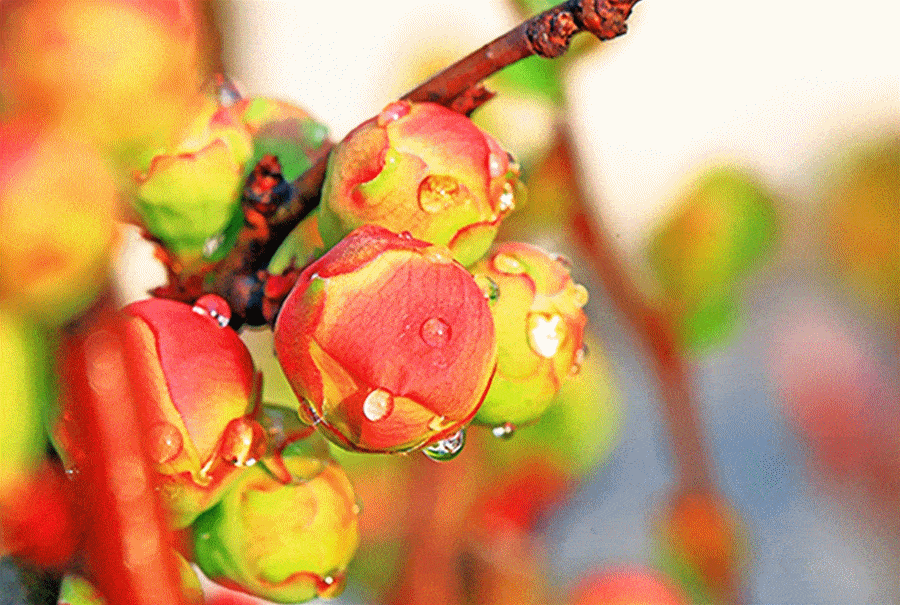 同心巧结香/摄于2月4日结香花墙角数枝梅,凌寒独自开/摄于1月29日梅花