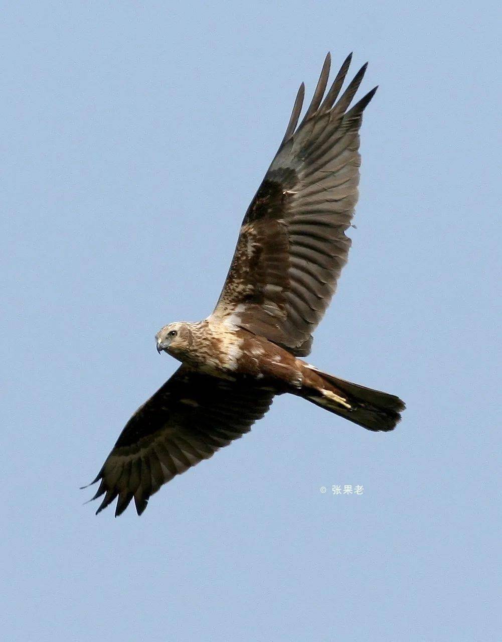 新版国家重点保护野生动物名录之北京篇