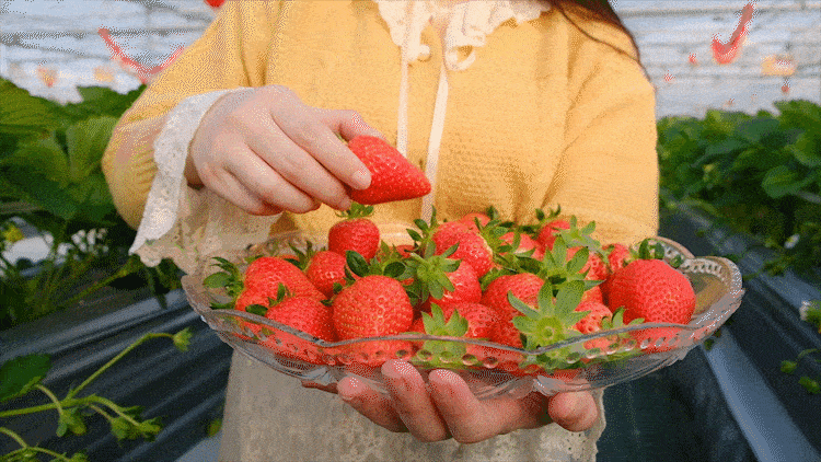 草莓红了！襄城草莓采摘攻略来了，抓住假期尾巴溜娃去……