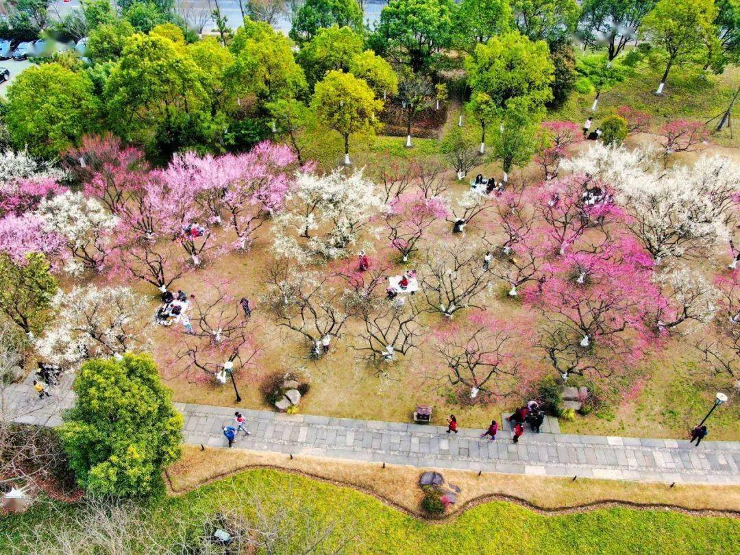 全家都適合的新春短途賞花遊,走一個!_梅花