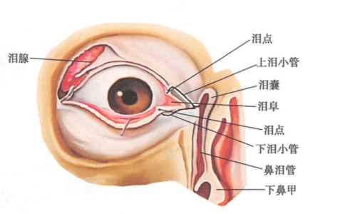 有着自己的一套循环平衡体系,而我们常说的眼与鼻的联通指的是结膜囊