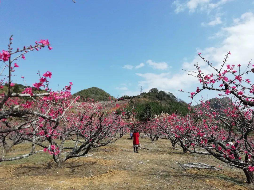 翁源“桃花谷”、新丰油菜花…韶关这里有大片花海正在恣情绽放！