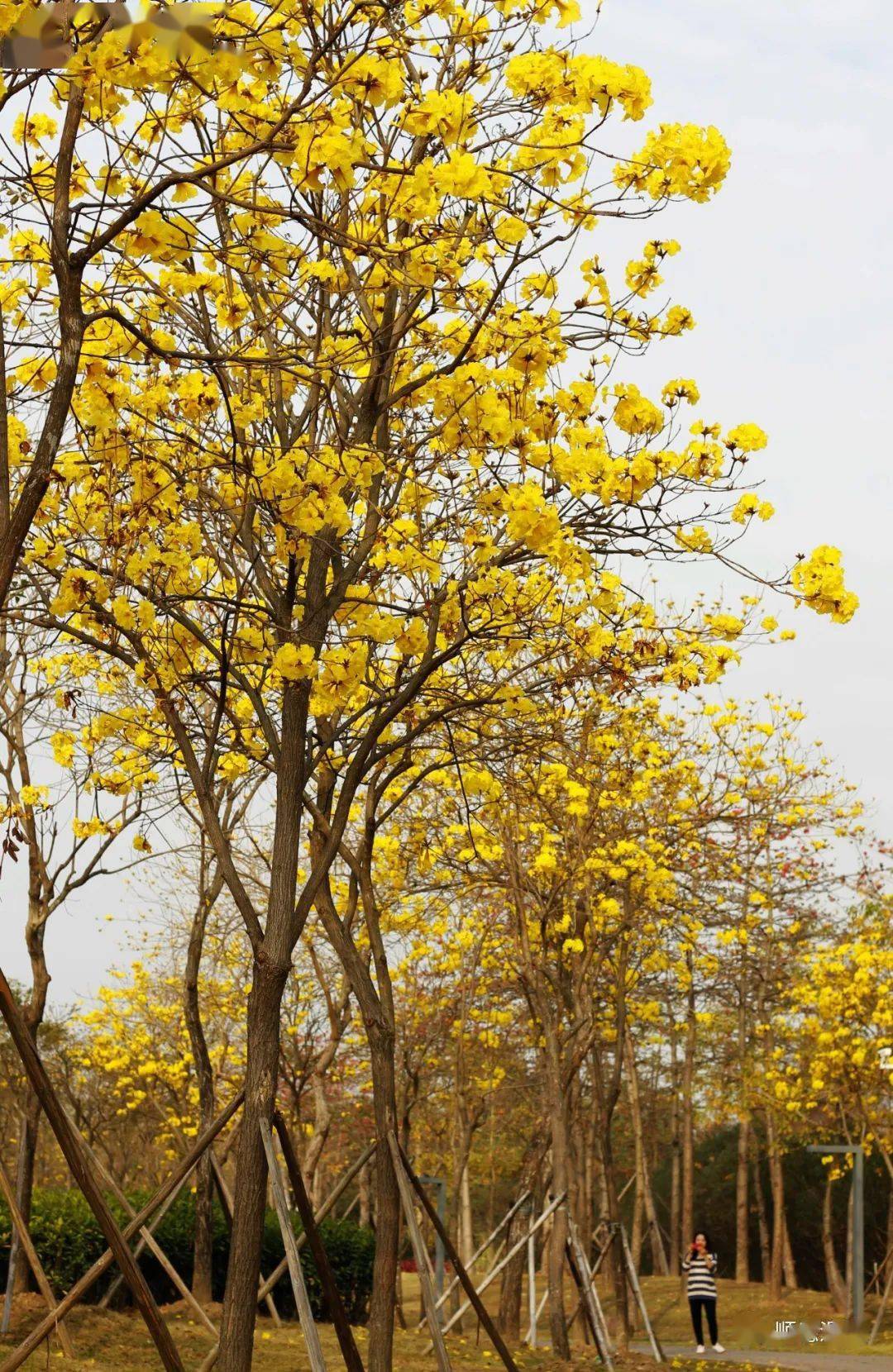 顺峰山公园黄花风铃木