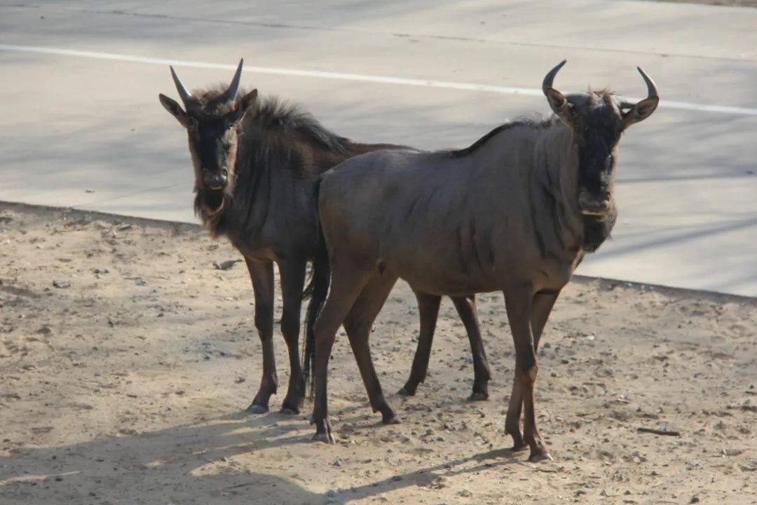 動物講堂牛頭馬面羊須黑尾牛羚