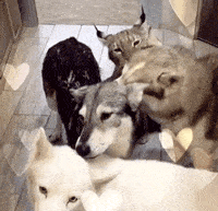 救了2隻山貓交給8隻大傻狗養，結果...這猛獸怎麼狗里狗氣的？ 萌趣萌寵 第17张