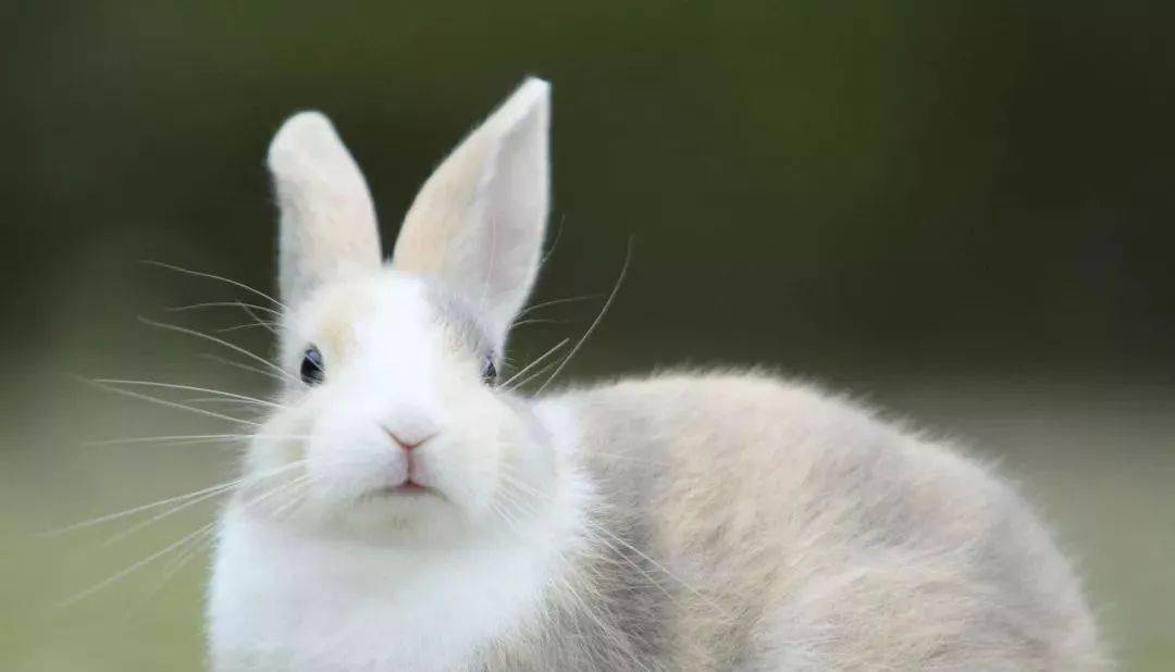 兔飼養管理的8個禁忌要注意