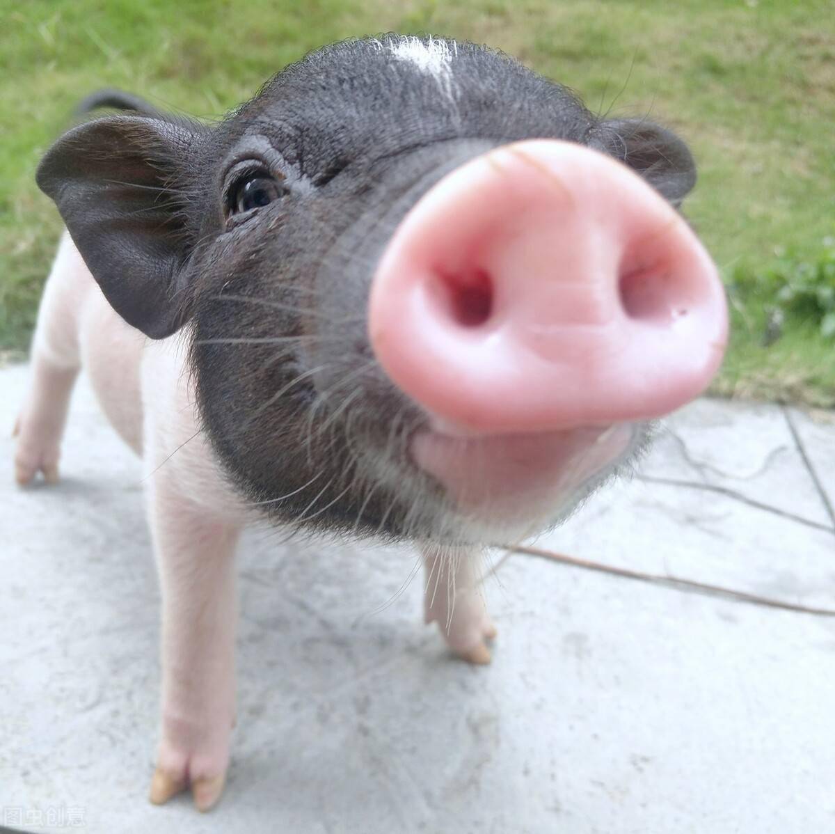 通常肉猪的生长阶段分为哺乳期,保育期,小猪期,中猪期,大猪期,不同