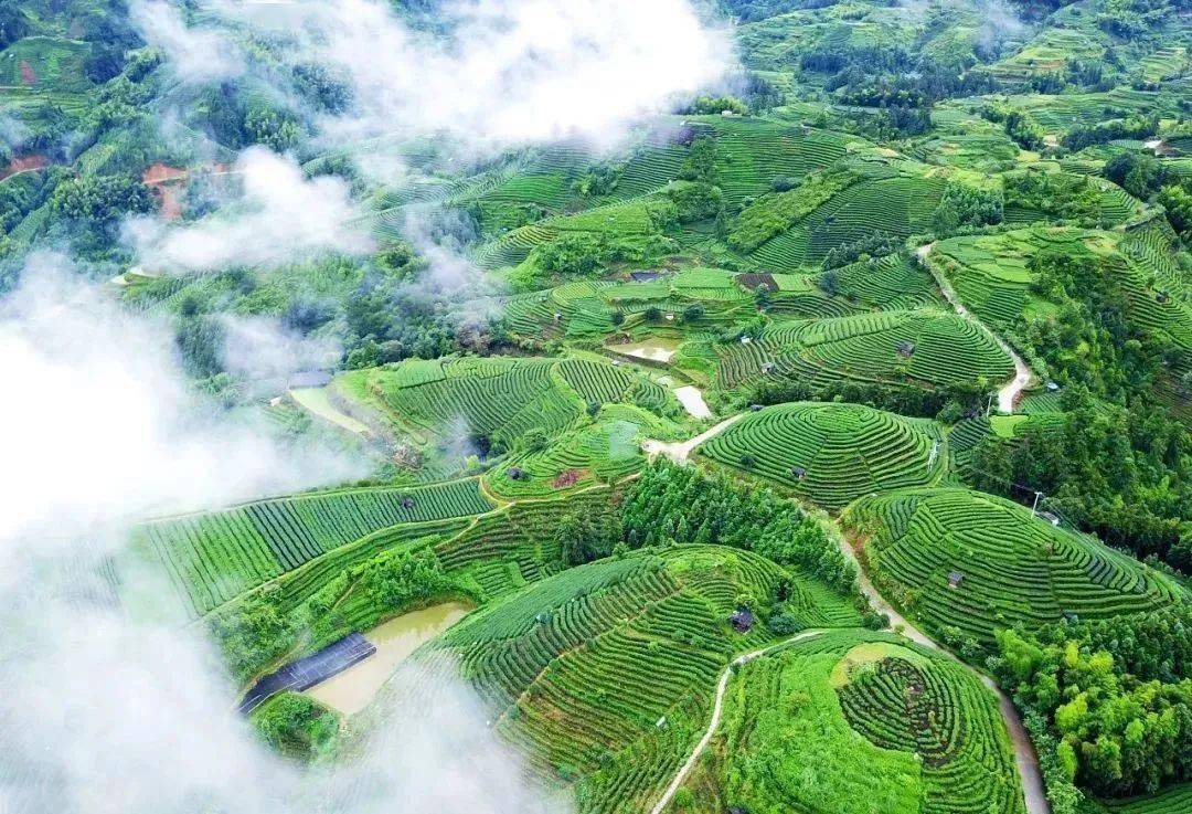 茶山旅游一生要去的10个茶旅胜地