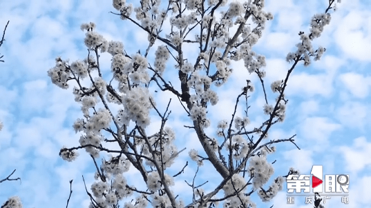 报早春！开州樱桃树花开了，你还有近半个月的赏花时间“云开·全站APPkaiyun”(图6)