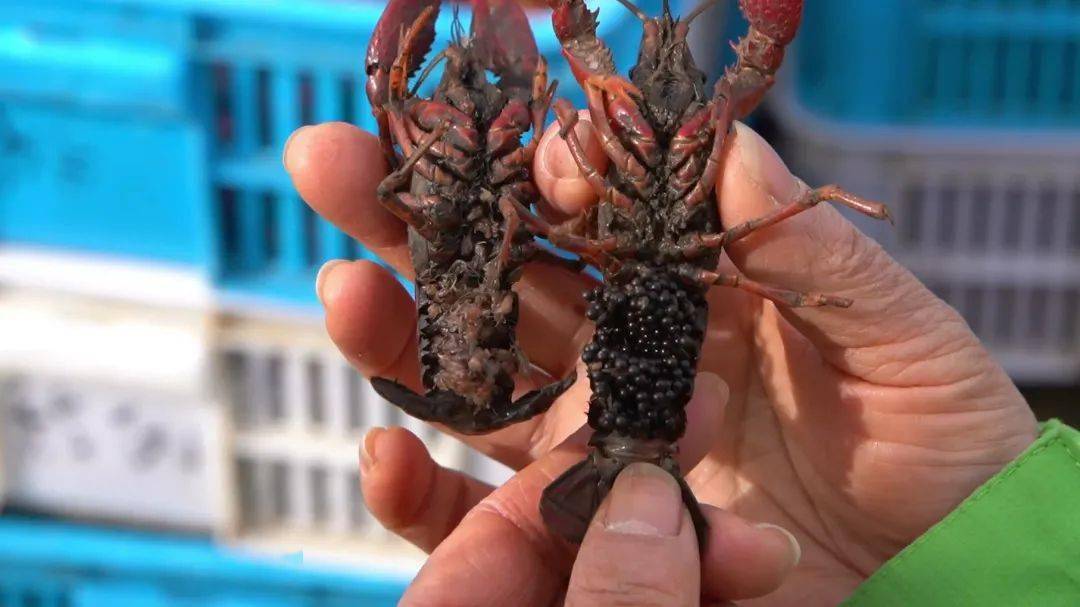 (小龙虾抱子越冬)小龙虾过冬,实属高超养殖技术抱着虾卵的小龙虾母