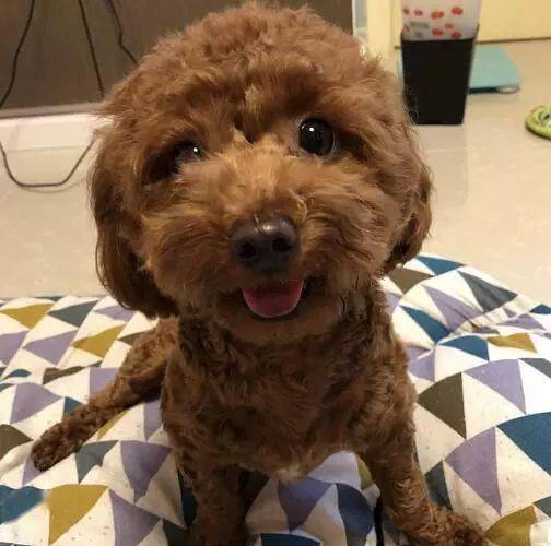 泰迪智商排名第几_柴犬智商排名第几