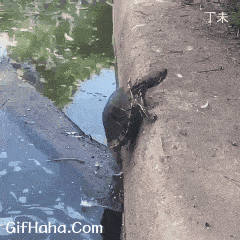 轻松一刻,龟龟们的搞笑图集来啦!_什么