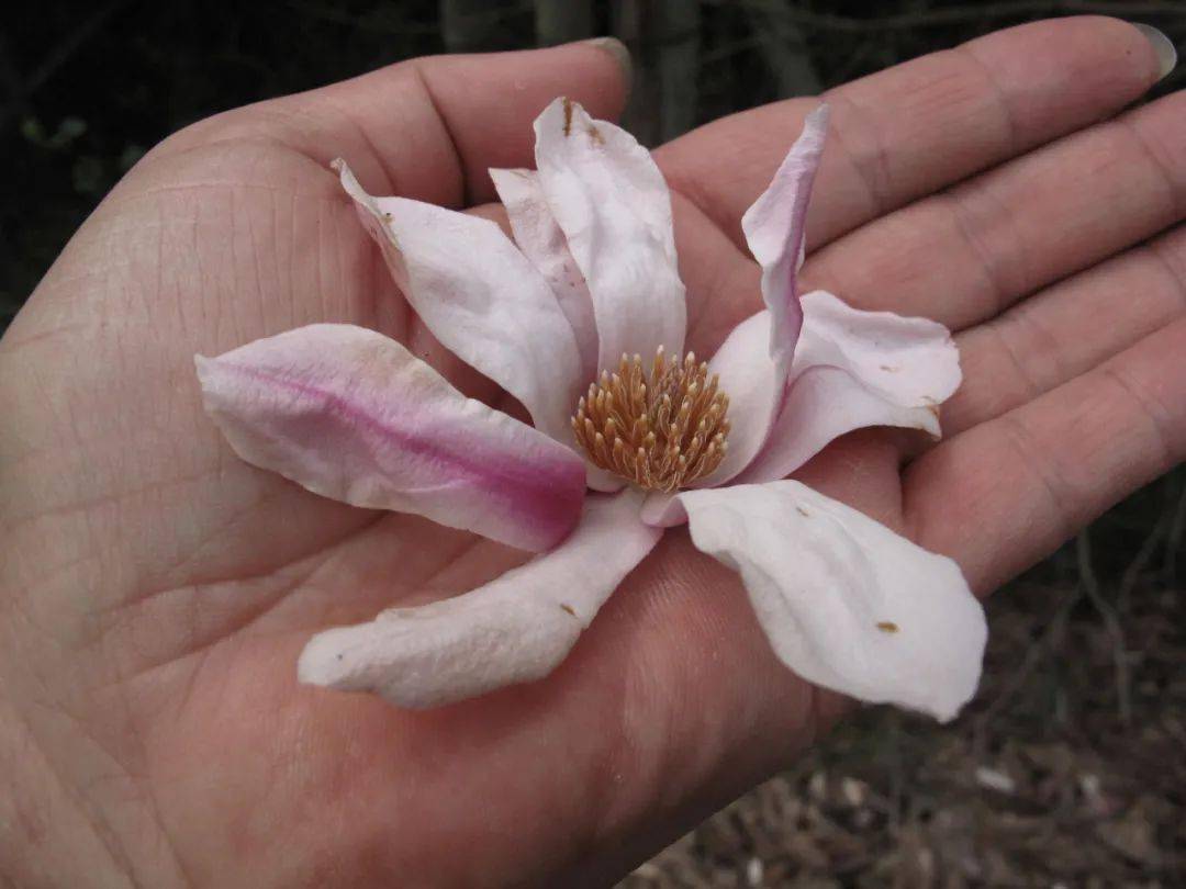 春到四明湖,野樱花抢先开花