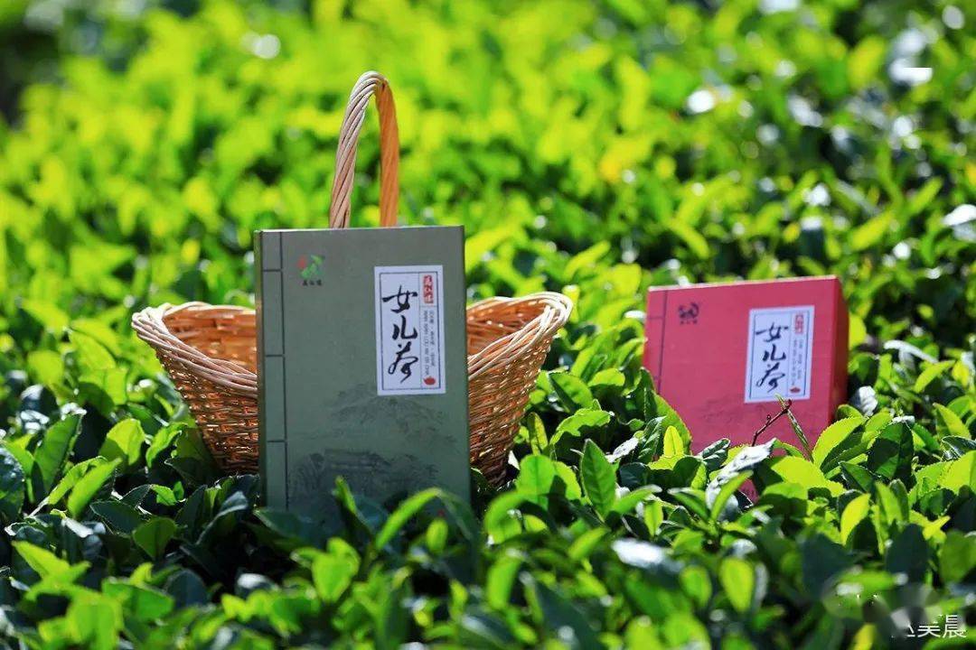 我和我的故乡泰安——贺惯_泰山