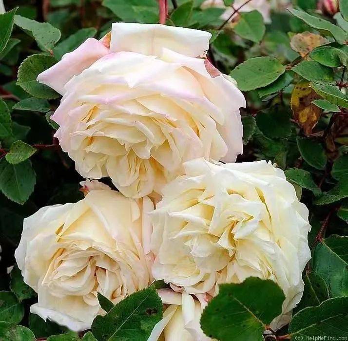 怦然心动的万人迷月季原来从它而来一