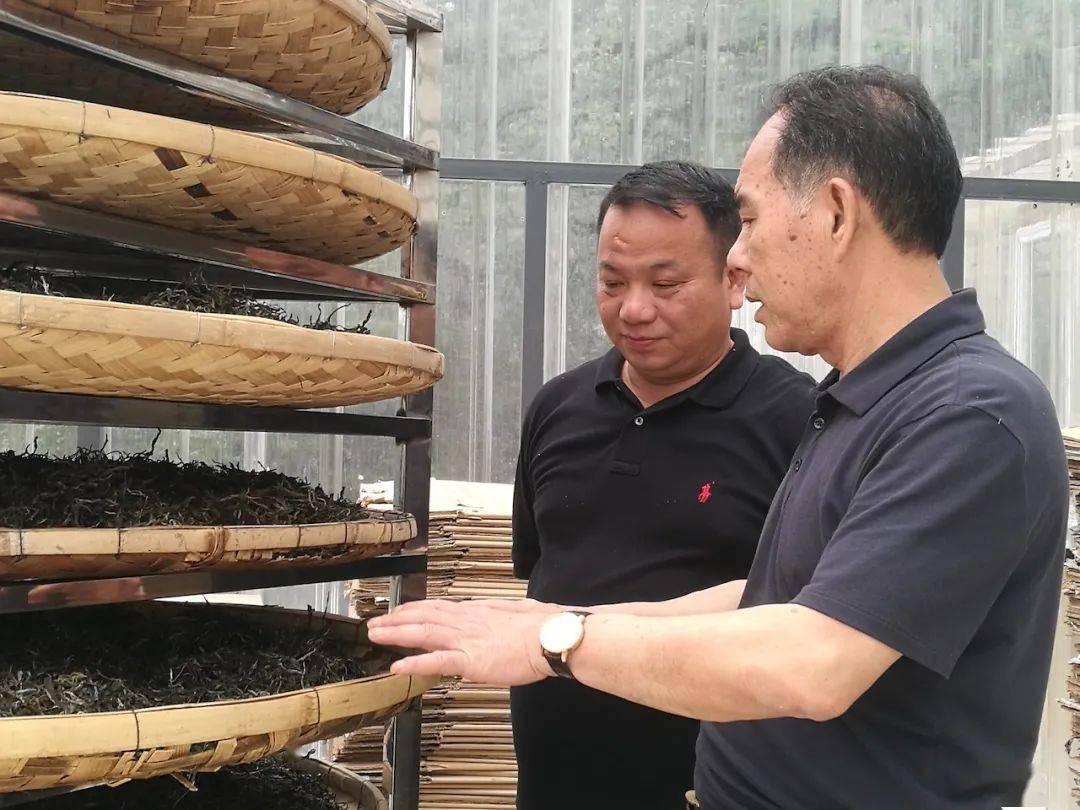 确保优质产品的原料来源,陈升河先生在布朗山老班章村,南糯山半坡村