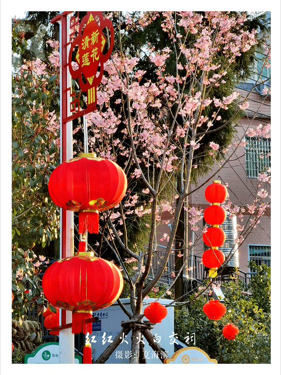 大坪乡隔壁村白交祠大片樱花迎风盛开花期有限粉色浪漫赶紧约起