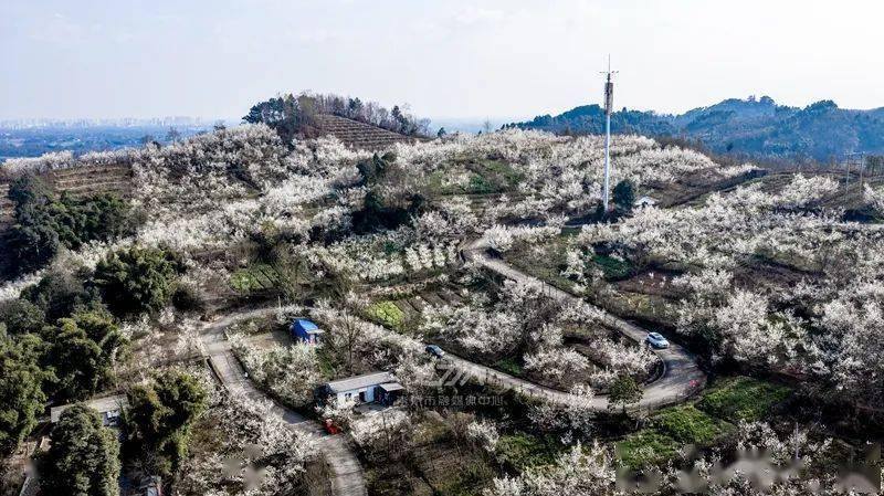 spring近日天气回暖崇州道明镇樱桃沟的樱花竞相绽放,春意盎然(看视频