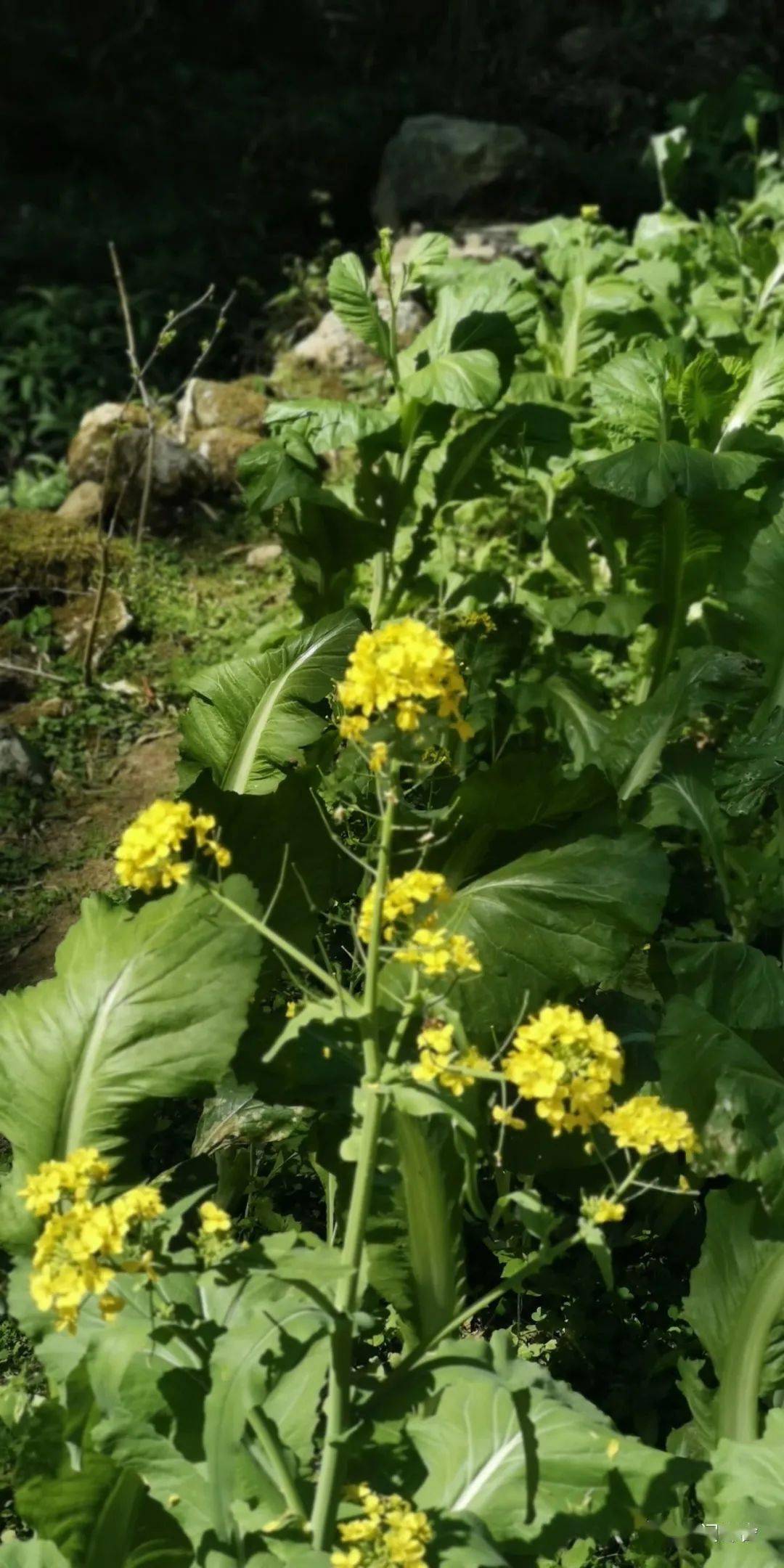 树上一个树下一个该子旁边女人猜成语(3)