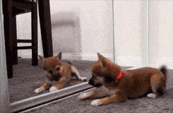 你们家狗狗照镜子时是哪种反应呢,你觉得它知道镜子里的是自己吗?