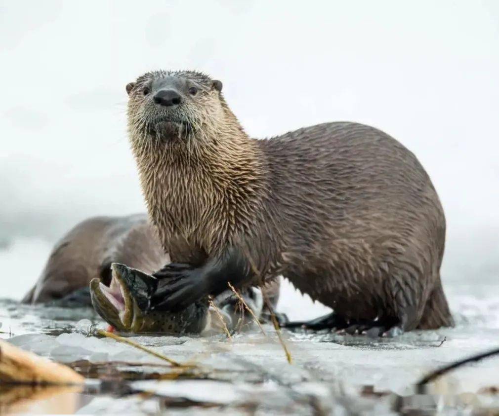 一候|獭祭鱼三候中所描写的水獭将捕到的鱼陈列在水边,大雁出现还有