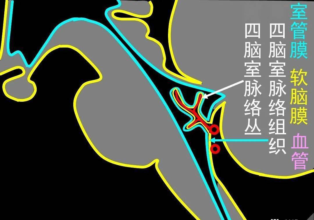 高清解剖腦室腦池腦膜