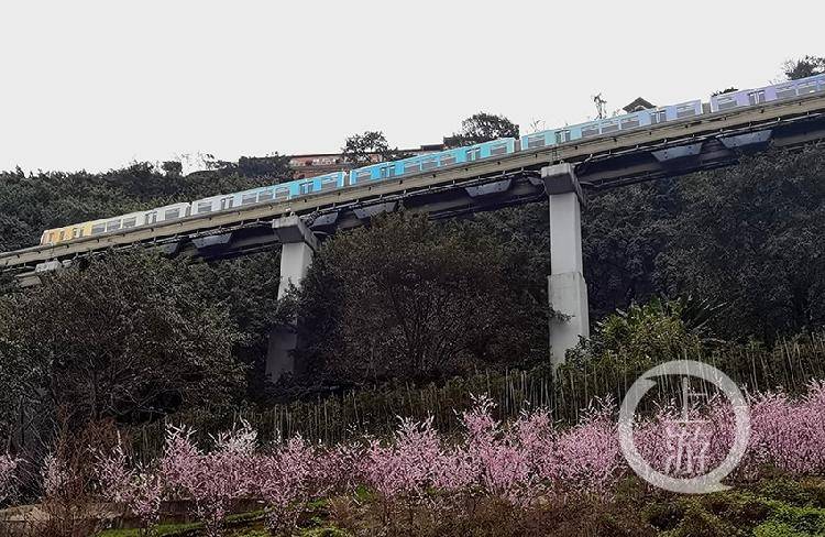 开往春天的列车 重庆轨道又添网红打卡地