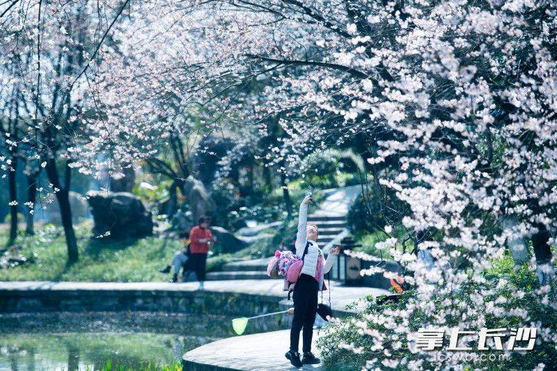 组图 | 望月公园樱花烂漫 游客打卡拍照忙不停