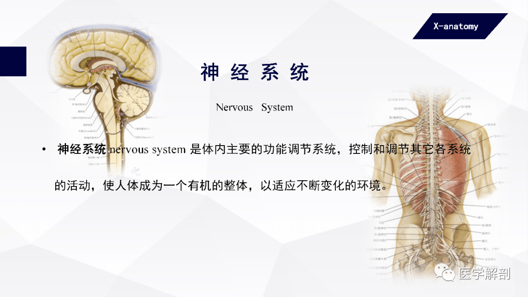 人体解剖学：人体基本结构| 神经系统_手机搜狐网