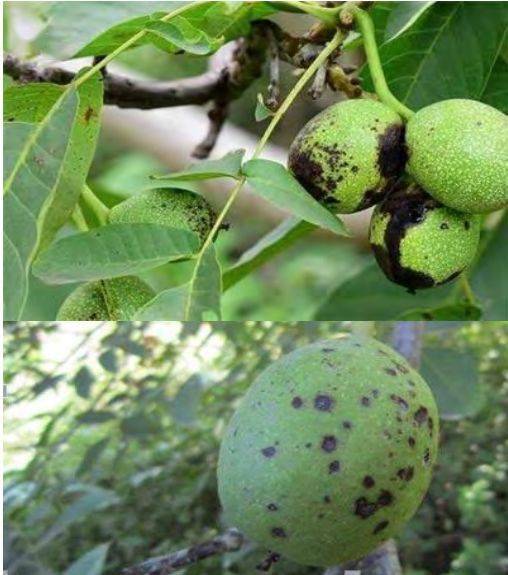 植保核桃黑斑病的发生与防治