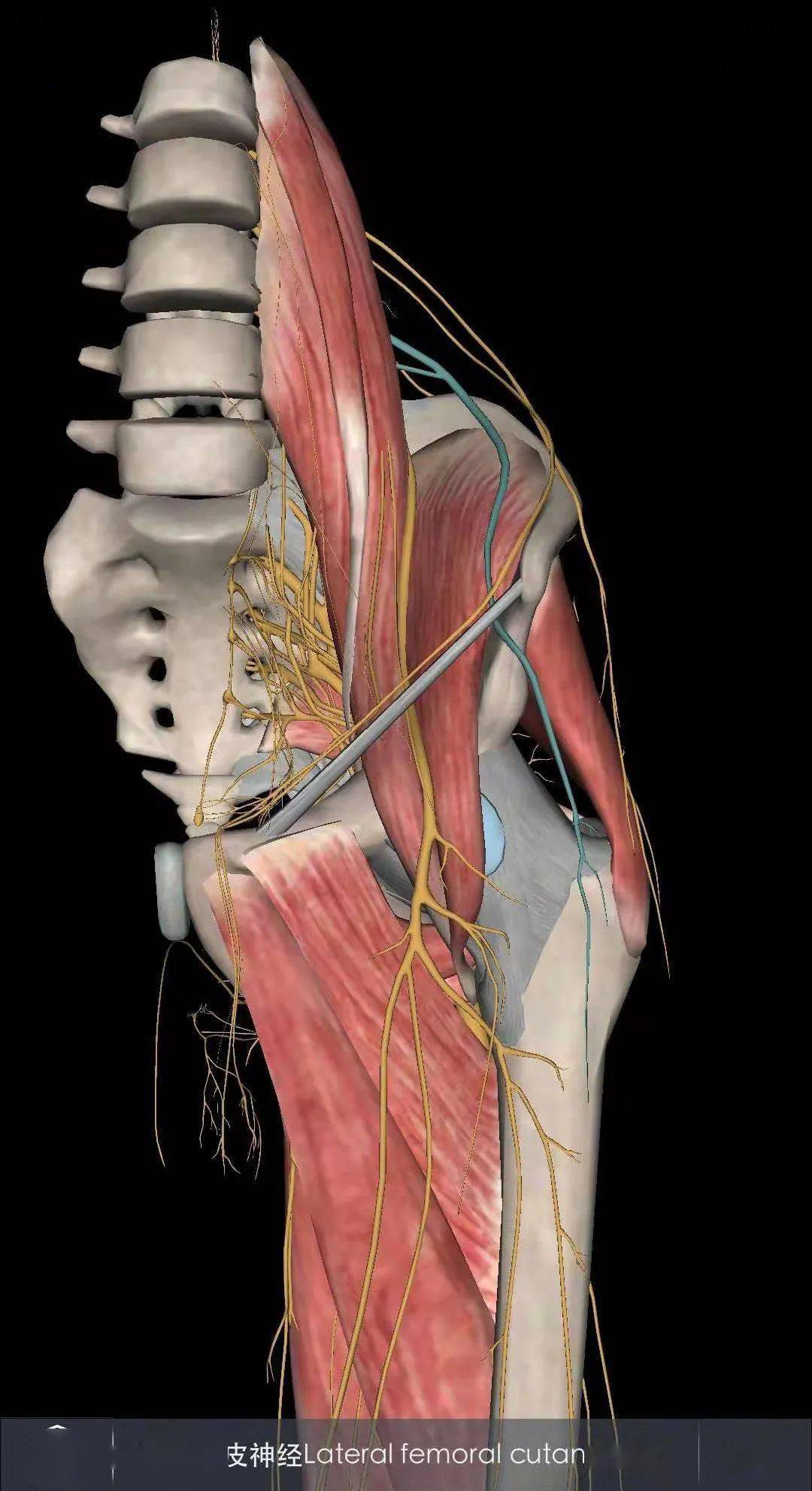 大腿的神经分布图图片