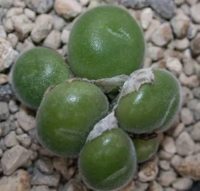 欣赏毛肉锥毛球种类合集