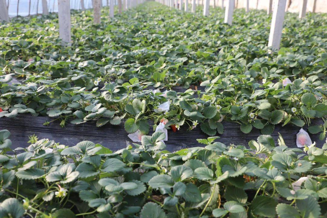 莒南这儿:花果飘香,采摘销售忙增收_种植