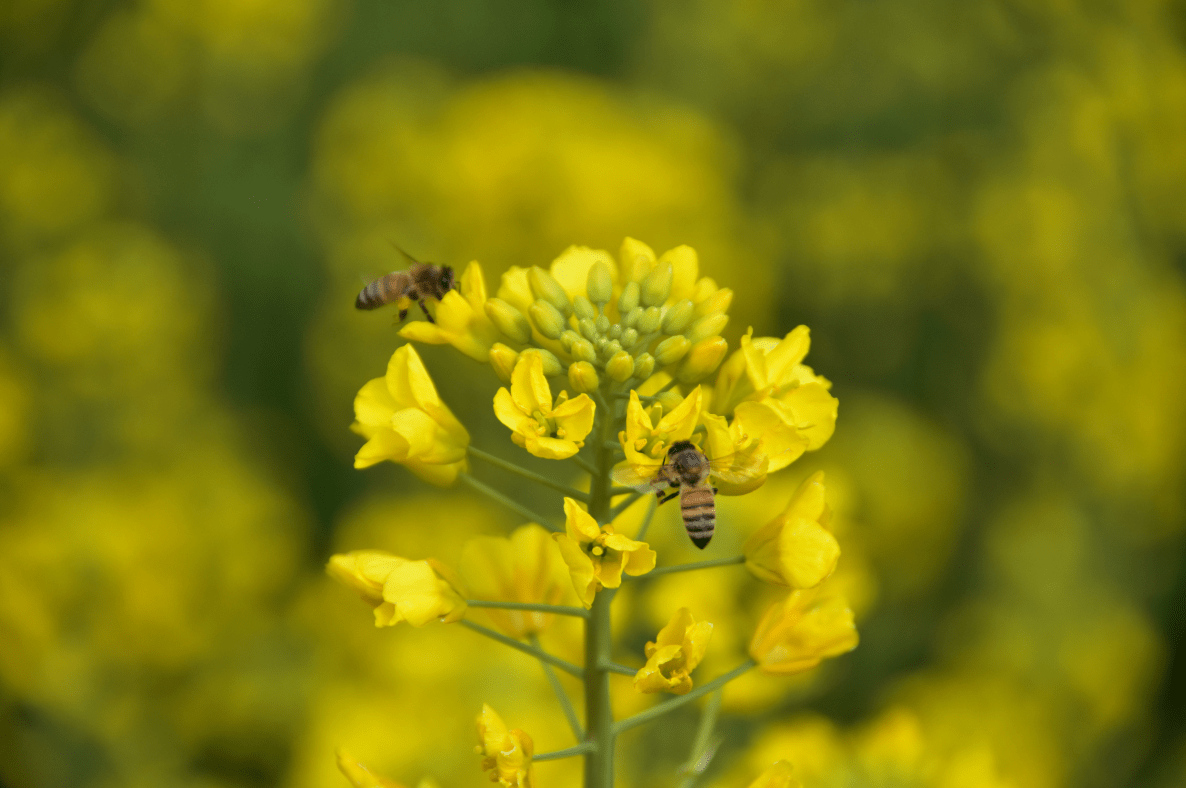春暖牟定赏花景田园风光观旖旎 共和镇