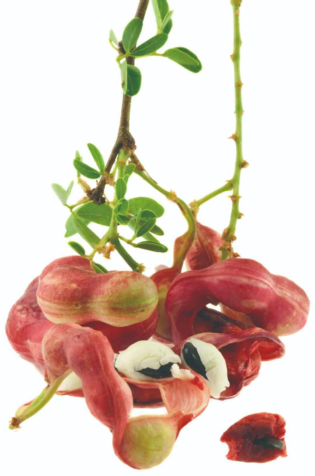 在沾有"牛"气的植物中,牛蹄豆是很有意思的一种植物.