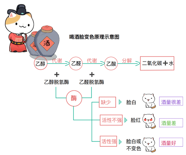 高中化学丨喝酒上脸,到底是能喝还是不能喝?