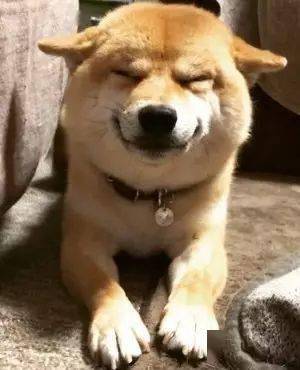 主人外出回家，柴犬突然沖他邪魅一笑，於是他順著狗低頭一看..... 萌趣萌寵 第1张