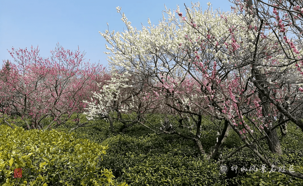 梅绽金陵礼赞百年梅花节开幕