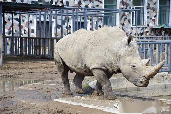 它们的脚趾的数量是单数,这种奇蹄目的动物在全世界目前只有三种:犀牛