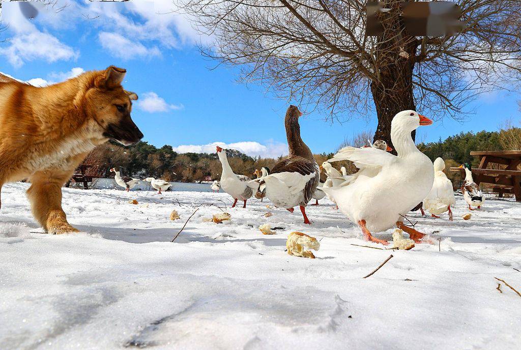 土耳其"汪星人"和鸭鹅在雪地玩耍 画面和谐