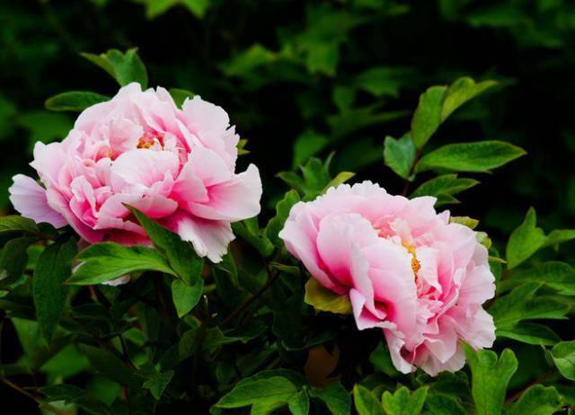 今天大年初八送你88朵牡丹花祝你2021花开富贵如意吉祥