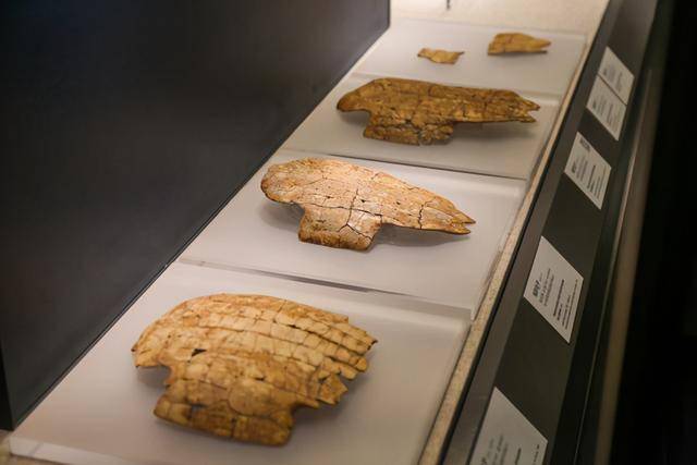 卜骨,商代后期(公元前1300-前1046年),1973年安阳市殷墟小屯南地出土