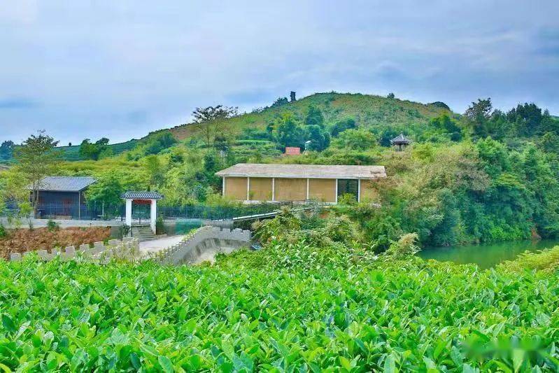 六妙白茶庄园"中国白茶特色小镇"点头镇,气候温和湿润,山海资源丰富