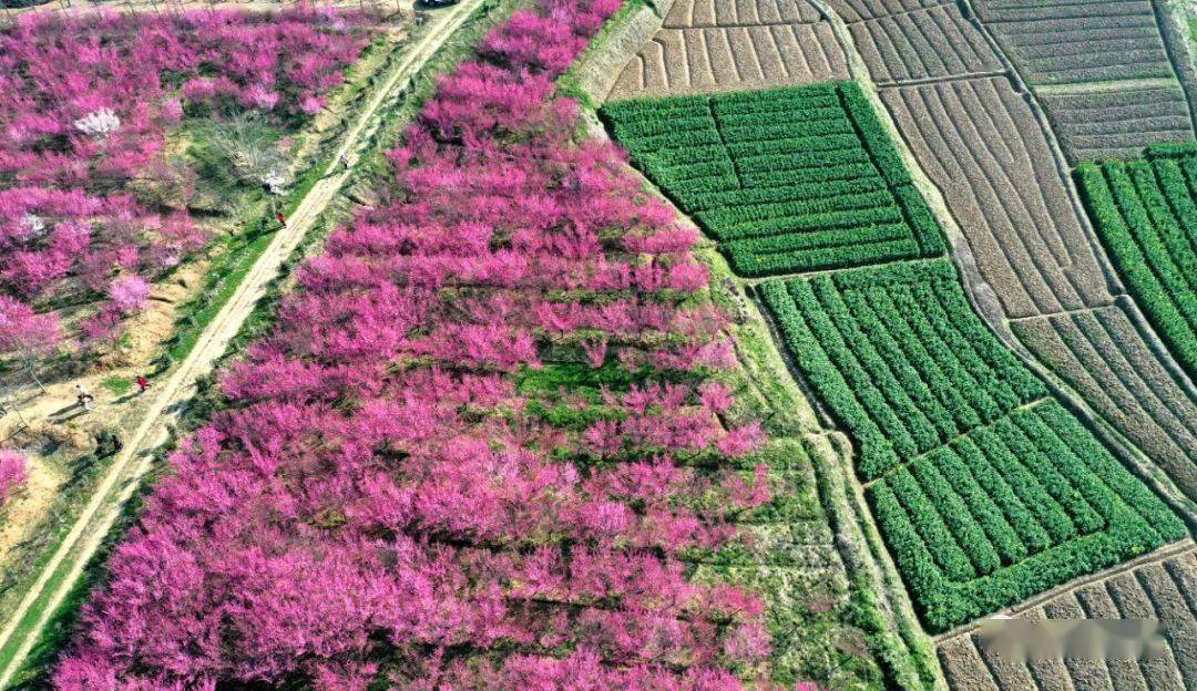 春游巢湖系列之庙岗乡清水湾梅花园