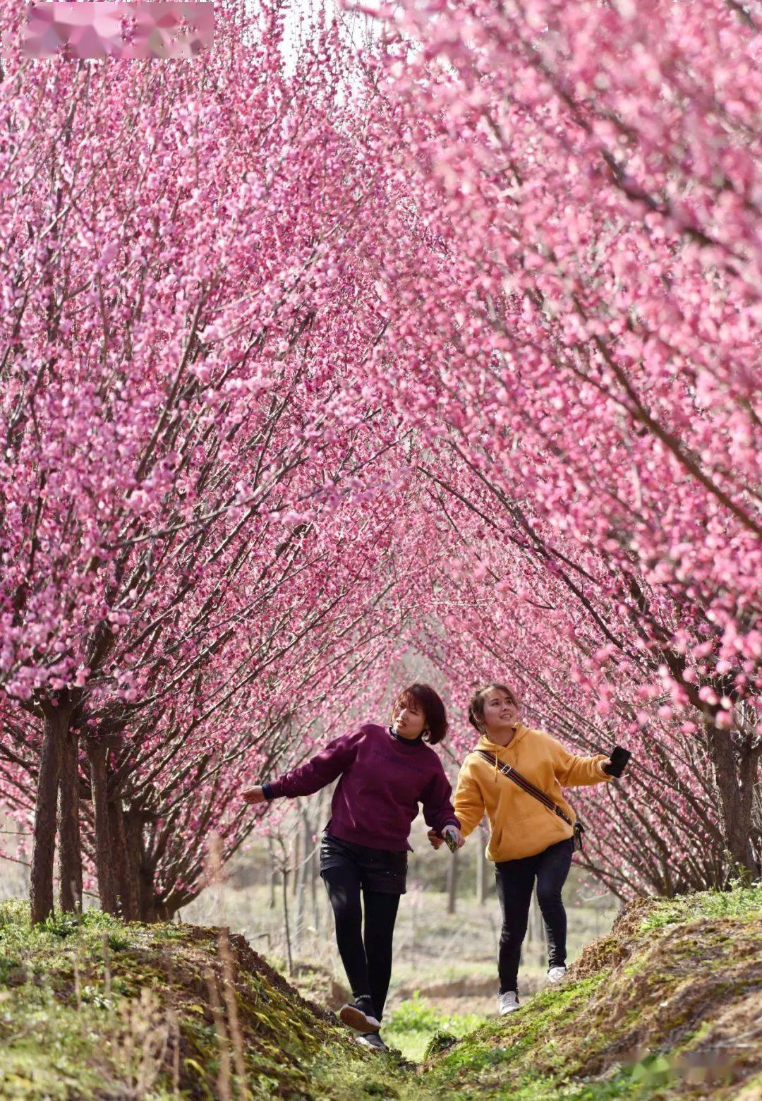 春游巢湖系列之庙岗乡清水湾梅花园