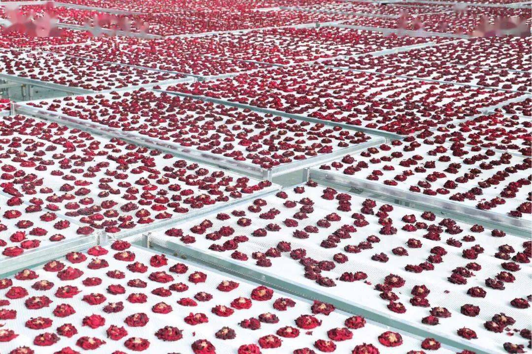 新品推荐 草本飘香 独立包装玫瑰花冠茶 美好和环保 花青素