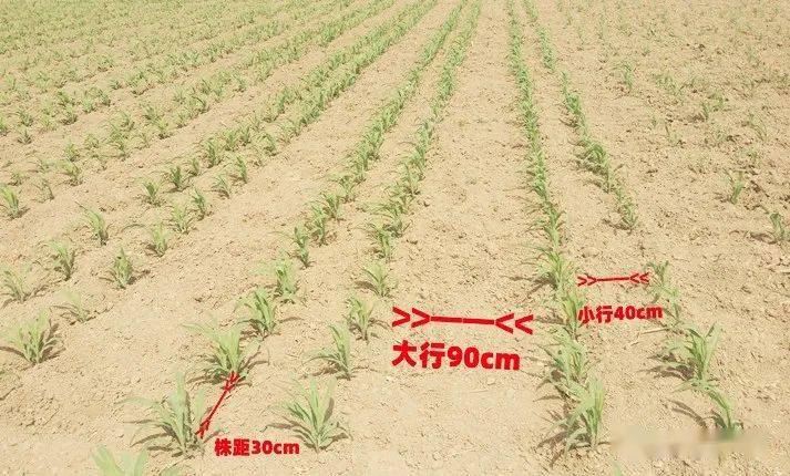 玉米宽窄行种植示意图图片