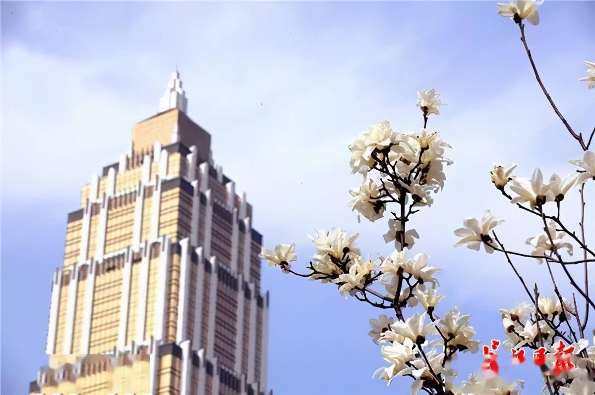 汉口江滩樱园花开早 簇簇花苞挂枝头_樱花