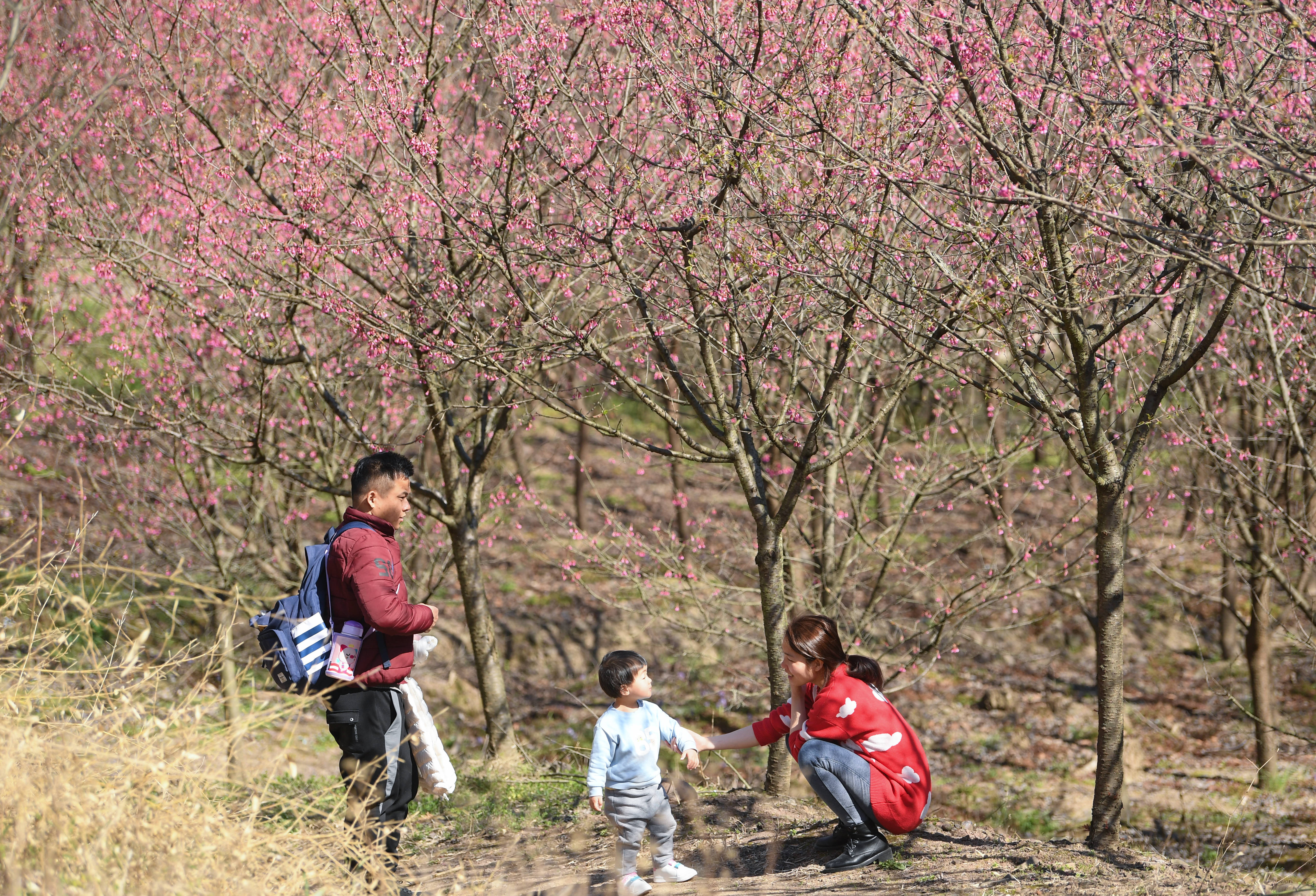 春花绽放