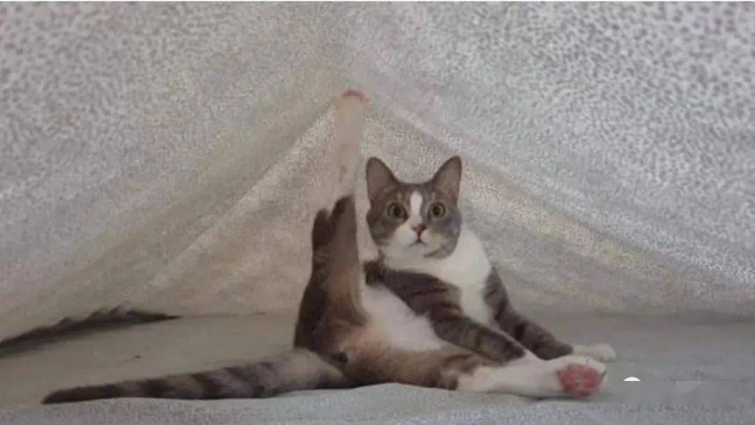 花猫猫全部视频 74b834333e0a42089429d8336cdb9bbc.jpeg